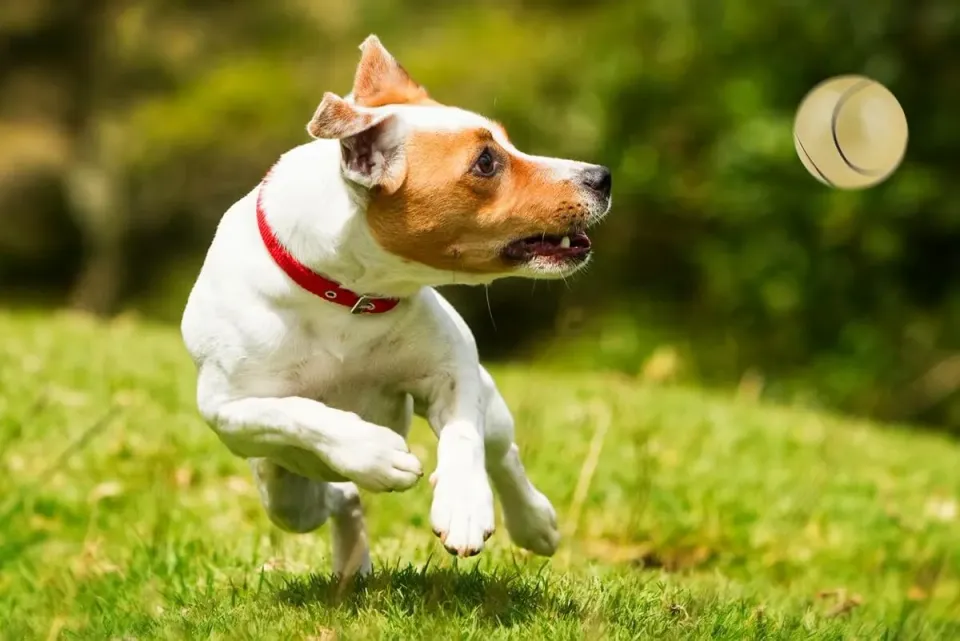 Happet Tennisball 90 mm Hundeball Gelb Glitzer weich