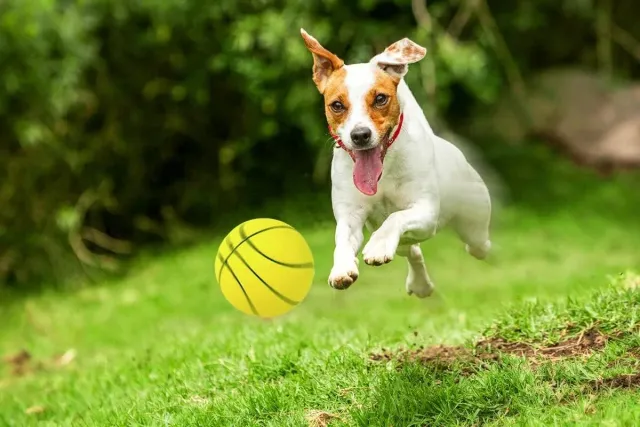 Happet Basketball Hundespielzeug 72mm gelb Schaumstoff weich