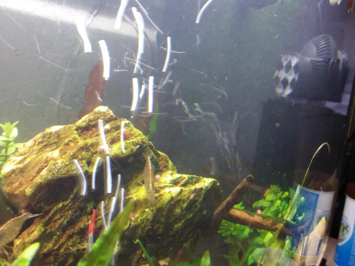TUNZE Turbelle nanostream 6015 Strömungspumpe 40-200 l