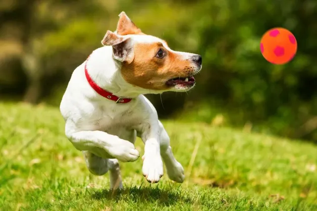 Happet Fußball 90 mm Hundeball Orange weich