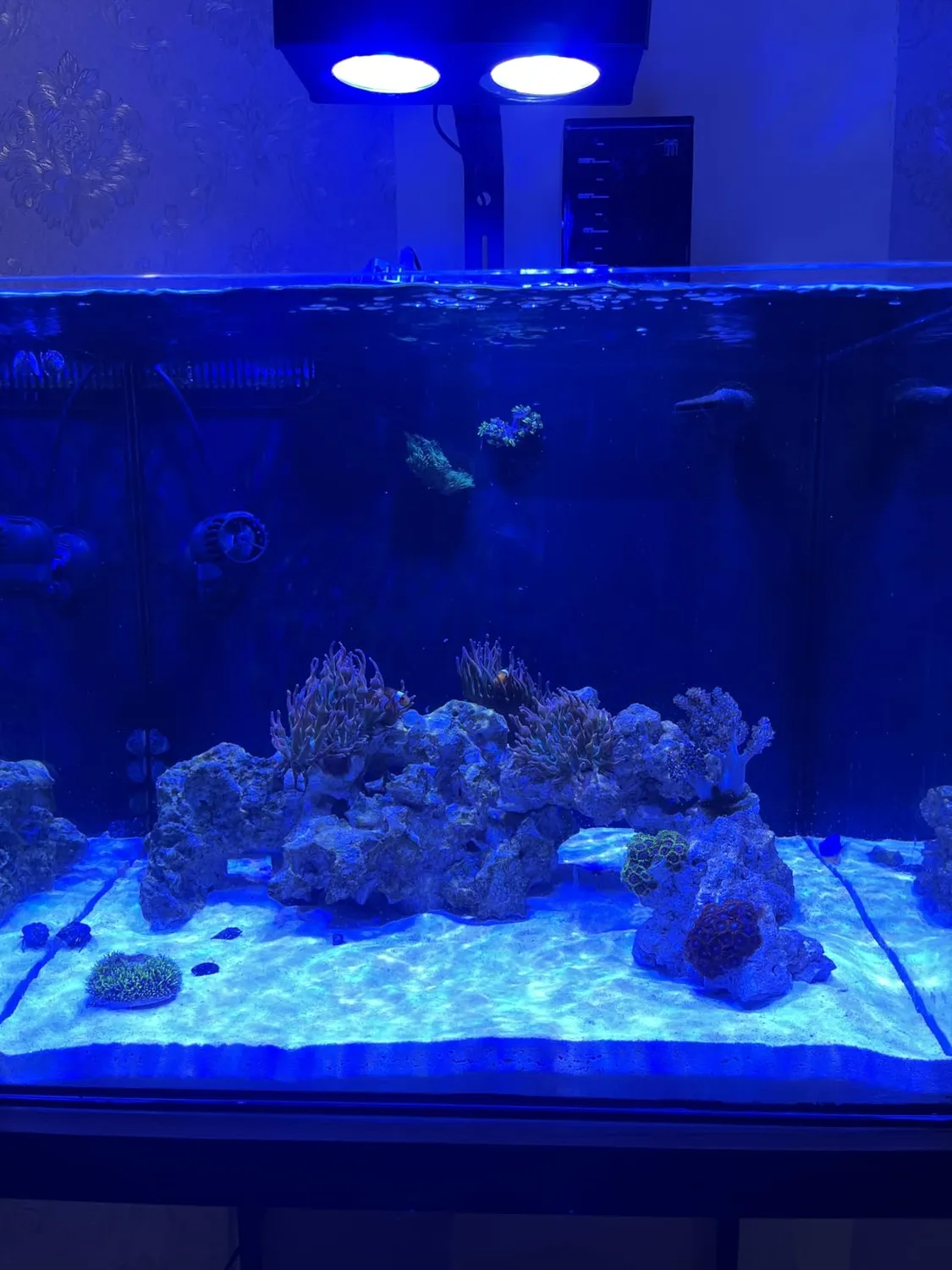 SunSun JVP-110A Strömungspumpe 2000 l/h 3 W Aquarium