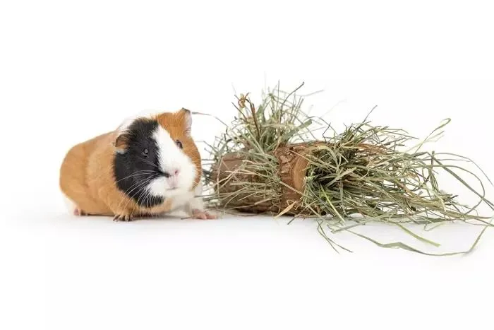 Happet Tunnel 15 cm Holztunnel für Hamster Naturholz