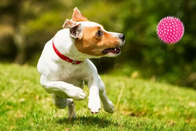 Happet Noppenball 6,5 cm Quietschball Rosa Vinyl