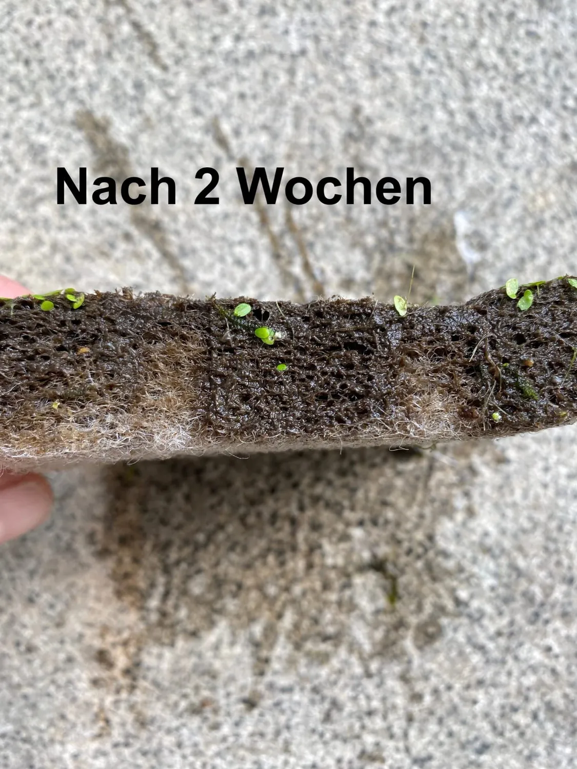 SunSun Synfil 300 Filtervlies 50x50 cm weiß sehr fein