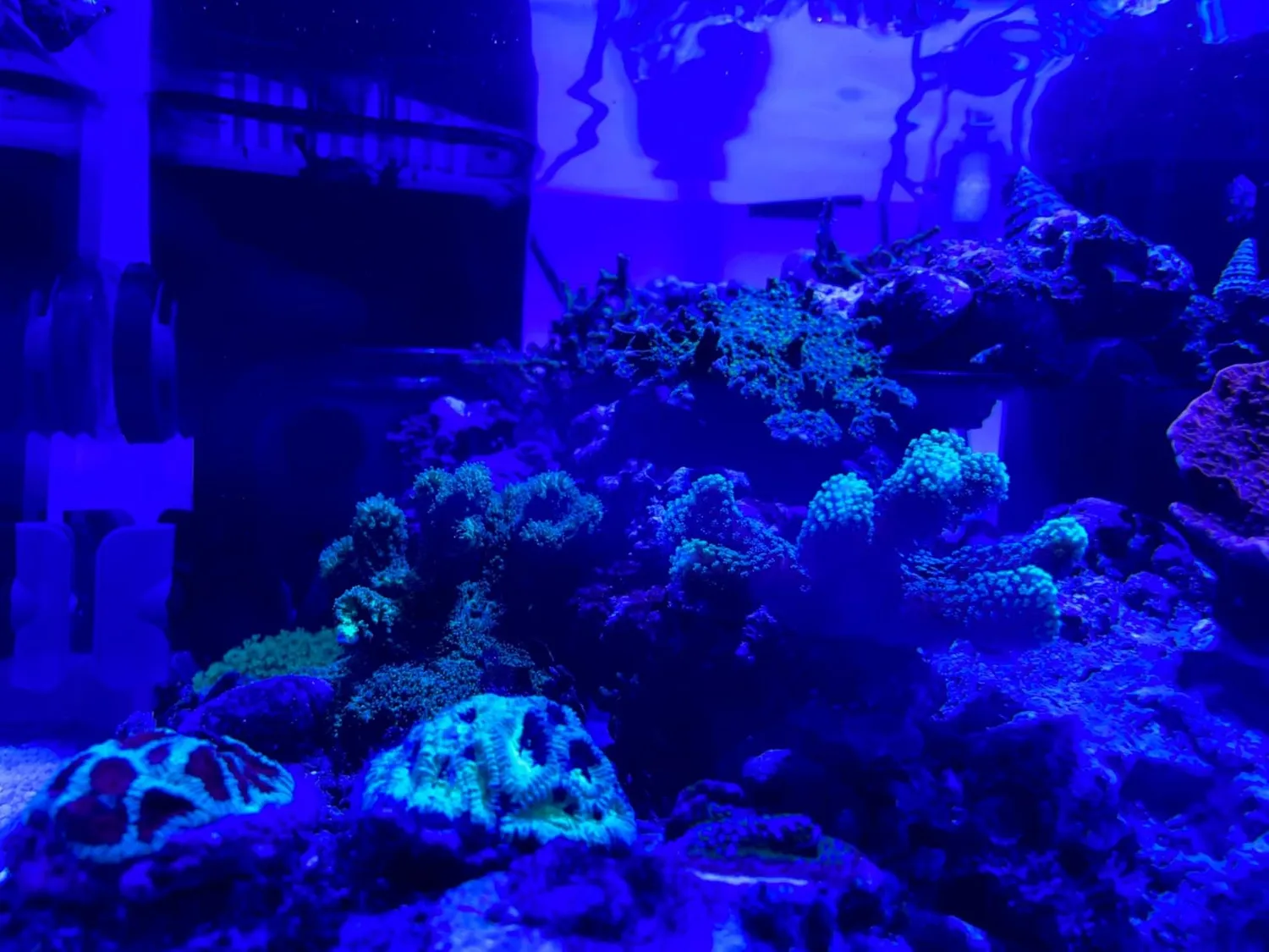 TUNZE Comline Nanofilter 3161 Aquariumfilter 30-100 L