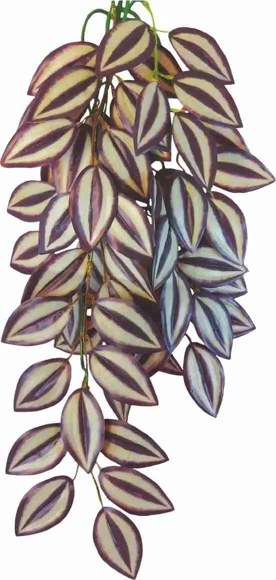 Happet Tradescantia zebrina Hängepflanze 50 cm Terrarium