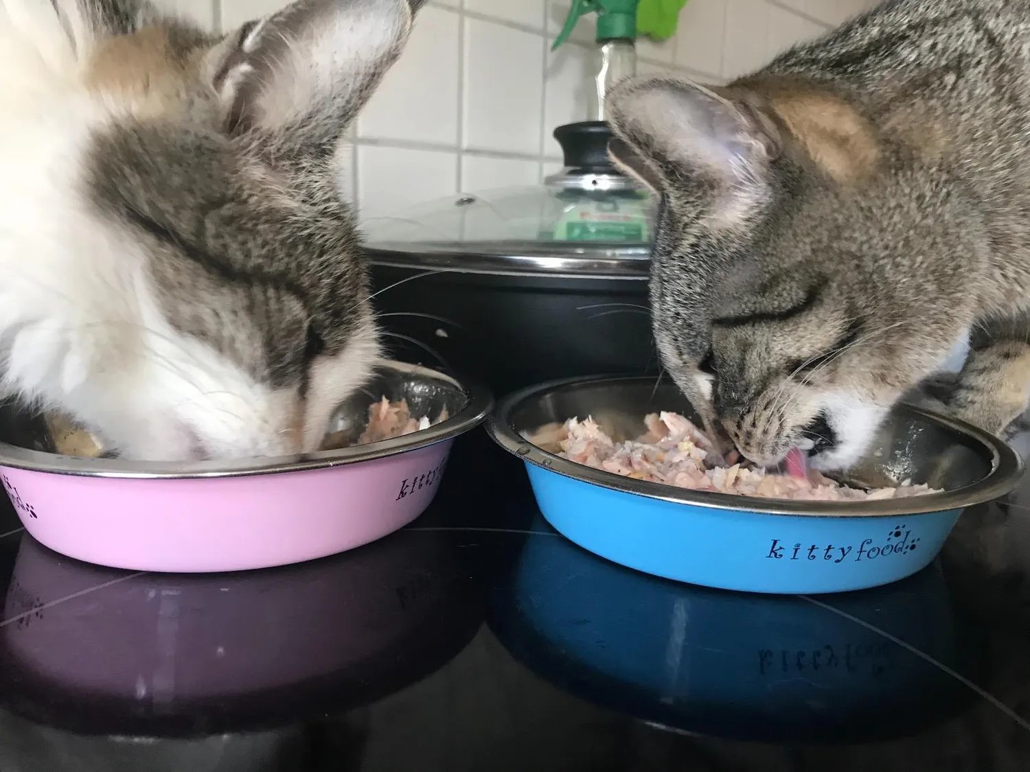 Happet Katzennapf Edelstahl Napf blau flach