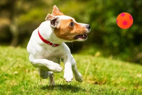 Happet Fußball 90 mm Hundeball Orange weich