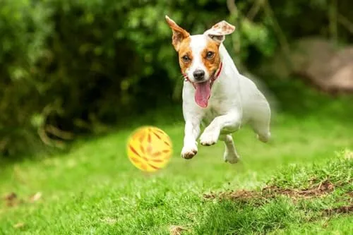 Happet Blumenball Hundespielzeug 57mm gelb Schaumstoff