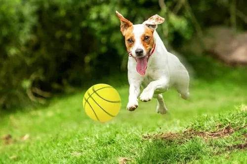 Happet Basketball Hundespielzeug 72mm gelb Schaumstoff weich