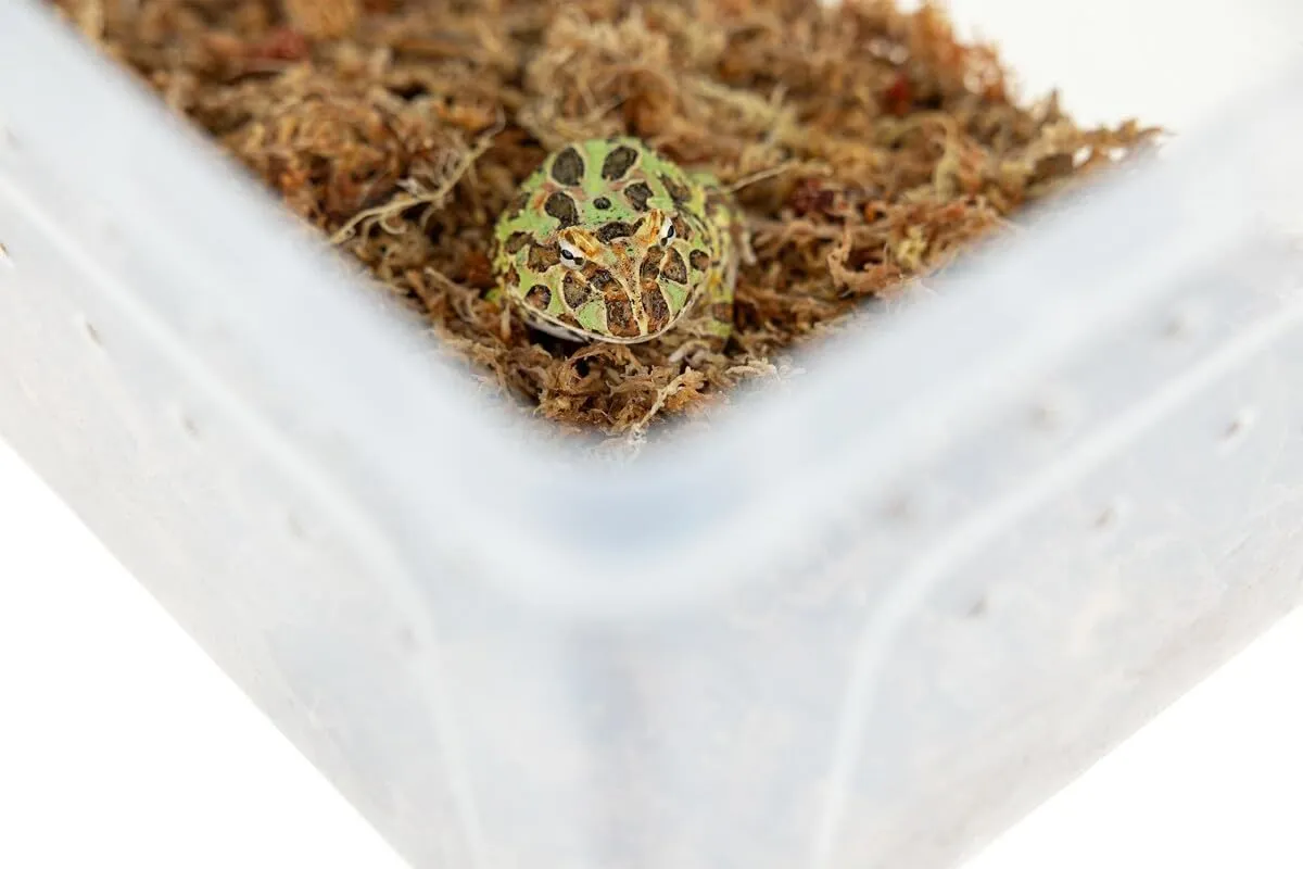 Happet Breeding Box Terrarium 19x12,5x7,5 cm transparent