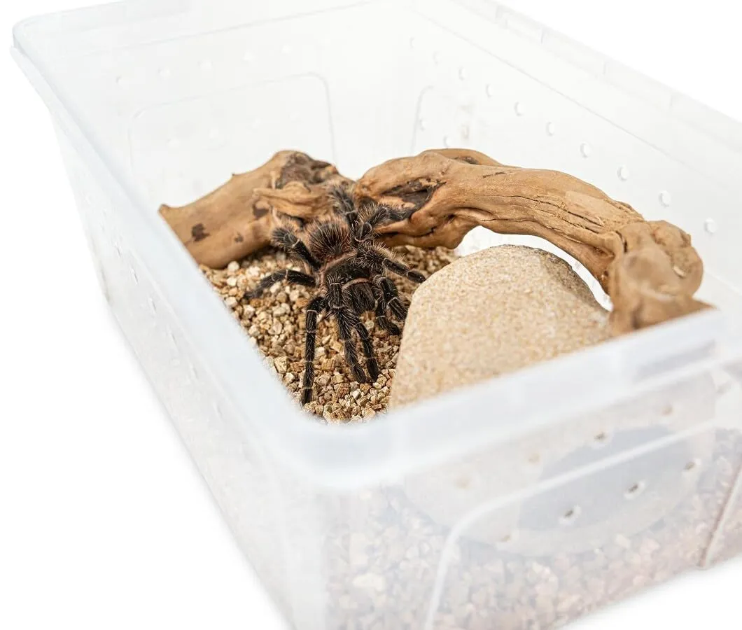 Happet Breeding Box Terrarium 19x12,5x7,5 cm transparent