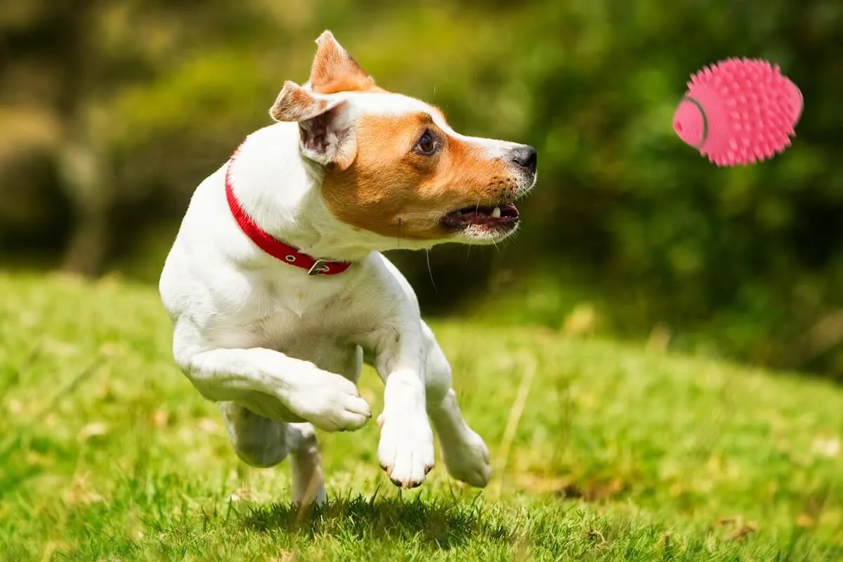 Happet Rugbyball 11 cm Hundespielzeug Rosa Quietsch