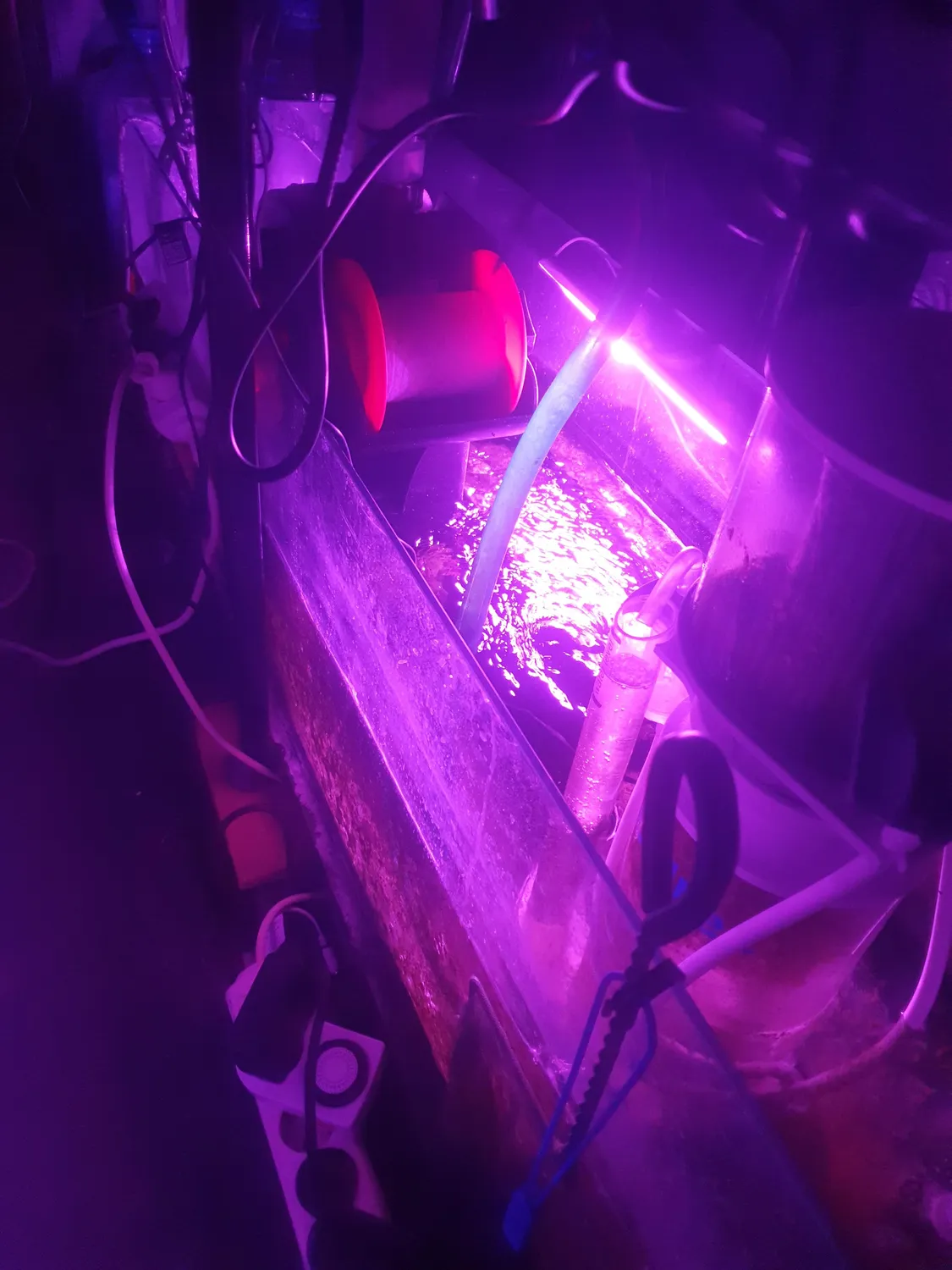 Tunze LED eco chic refugium Pflanzenlicht Unterwasser