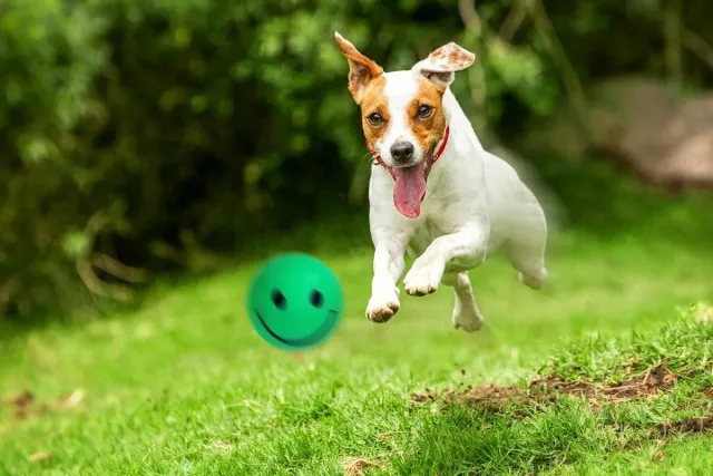 Happet Smiley Ball 57 mm Hundeball Dunkelgrün