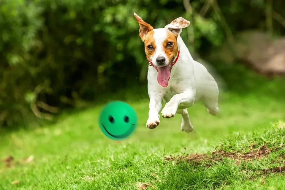 Happet Smiley Ball 57 mm Hundeball Dunkelgrün