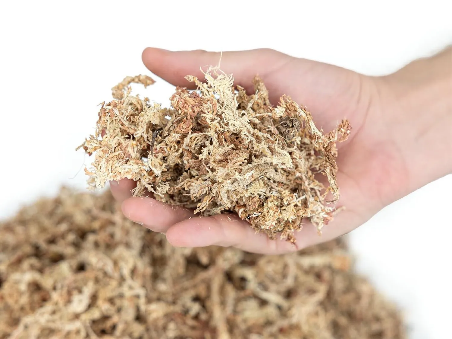 Happet Sphagnum Moos 1 kg Terrariumsubstrat feuchtigkeitsspeichernd