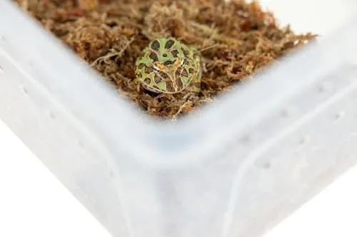 Happet Breeding Box Terrarium 27 cm mit Plattform Deckel