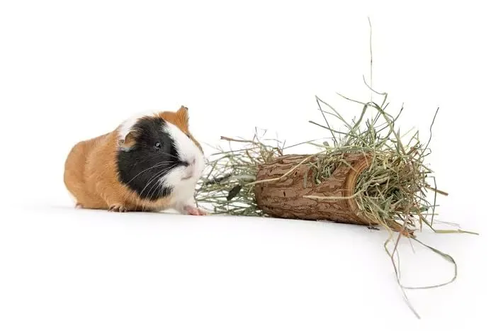 Happet Tunnel 15 cm Holztunnel für Hamster Naturholz