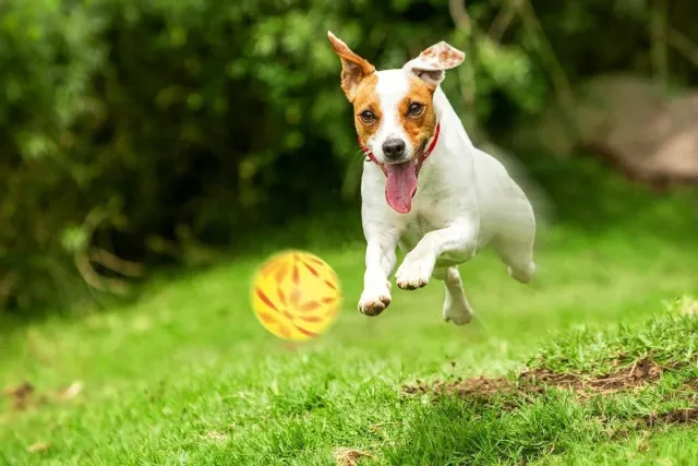 Happet Blumenball Hundespielzeug 57mm gelb Schaumstoff