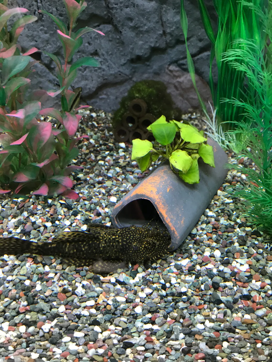Happet Welsröhre Aquarium Höhle schwarz Ton geschlossen
