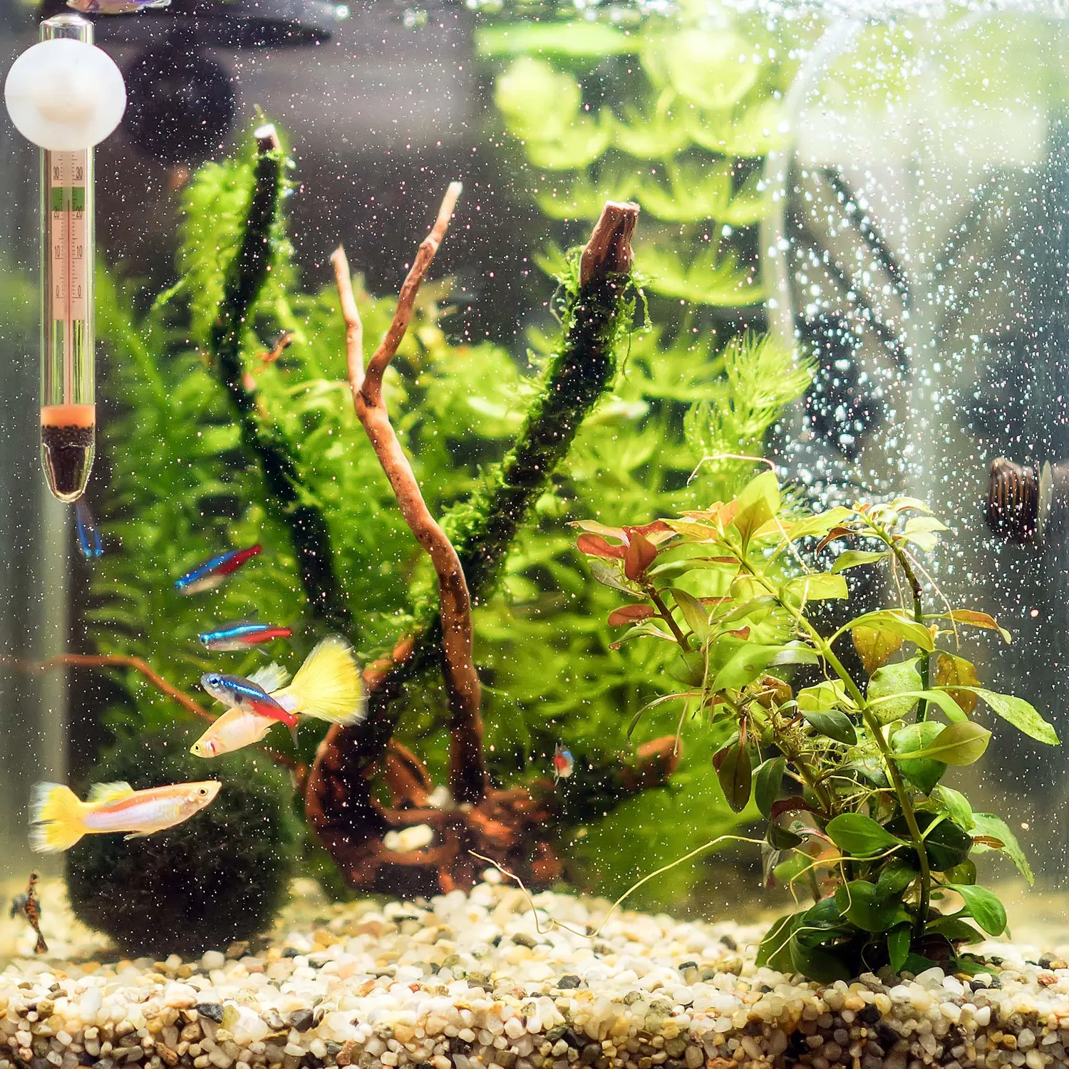 SunSun WDJ-02 Aquarium Thermometer Glas -1 bis 43 °C